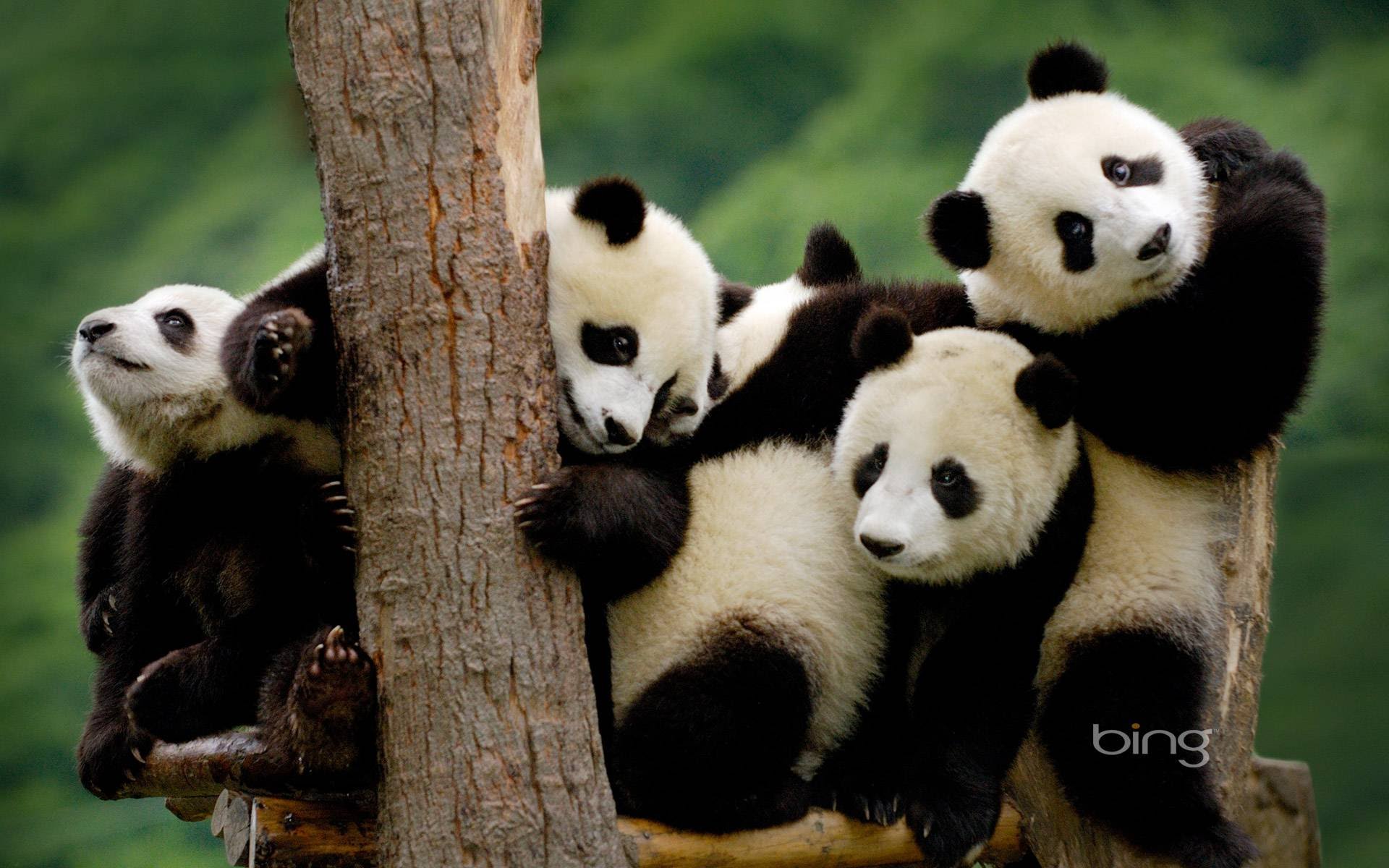 pandas